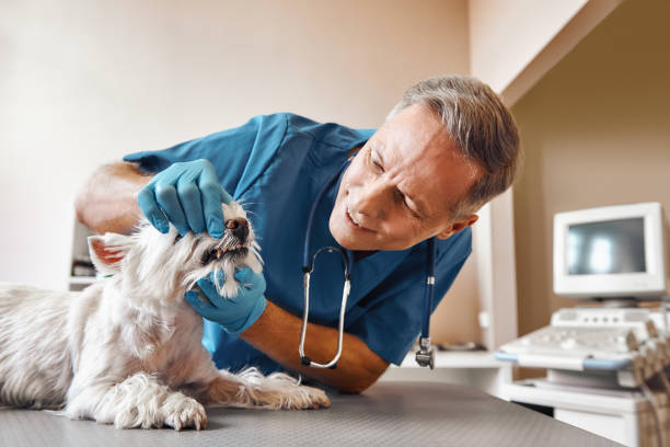 Best Emergency Tooth Extraction in Mequon, WI